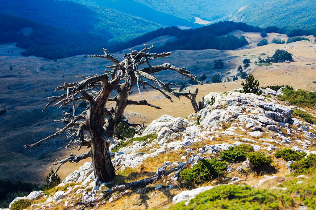 Pollino National Park – Pine overlooking the valley | Vincos Images