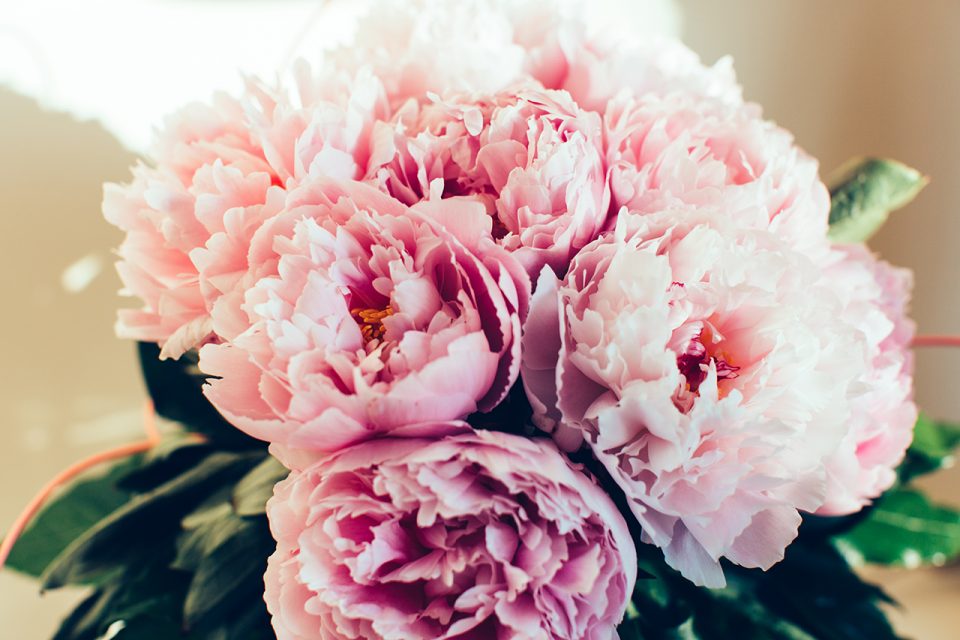 Peonies for my love - Vincos Images