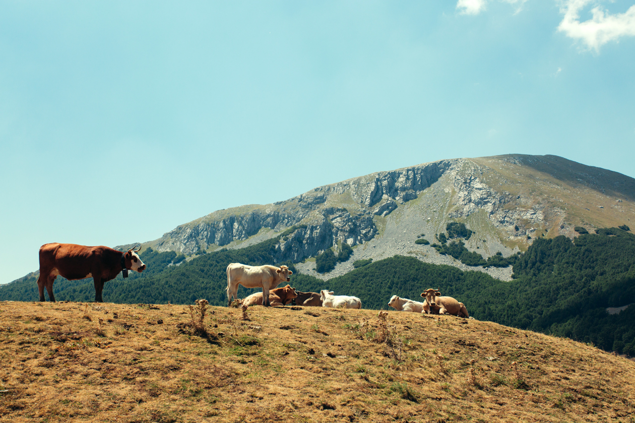 mt pollino with cows