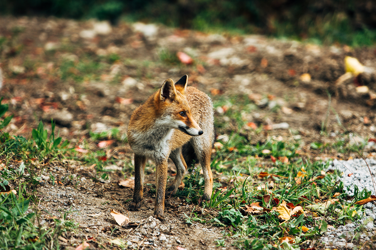 lauria fox