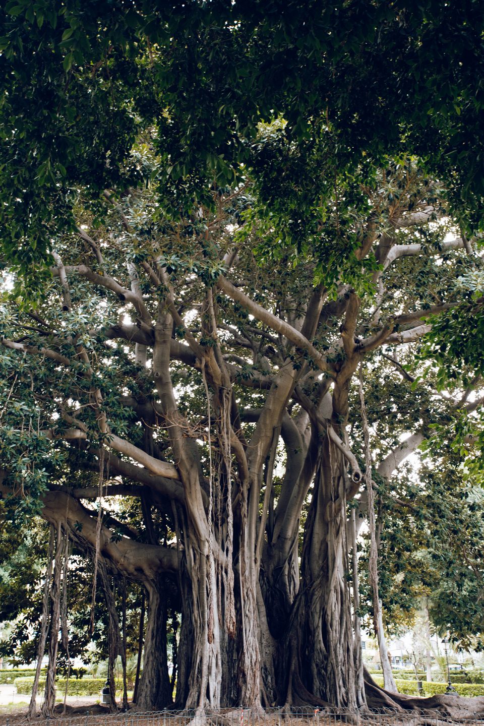 Palermo – Ficus Macrophylla - Vincos Images