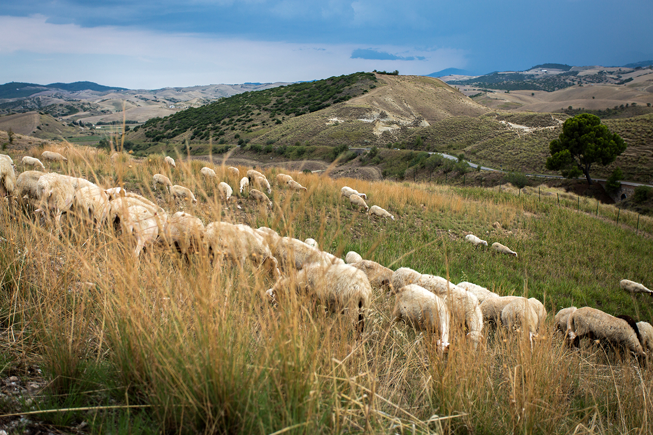 craco sheeps