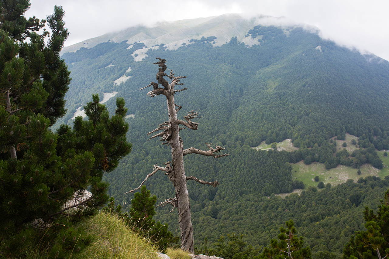 pollino old lonely bosnian pine
