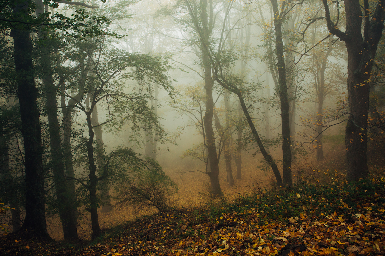 monte sparviere acereta foglie e nebbia
