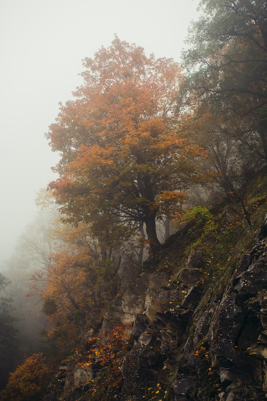 maple in the mist